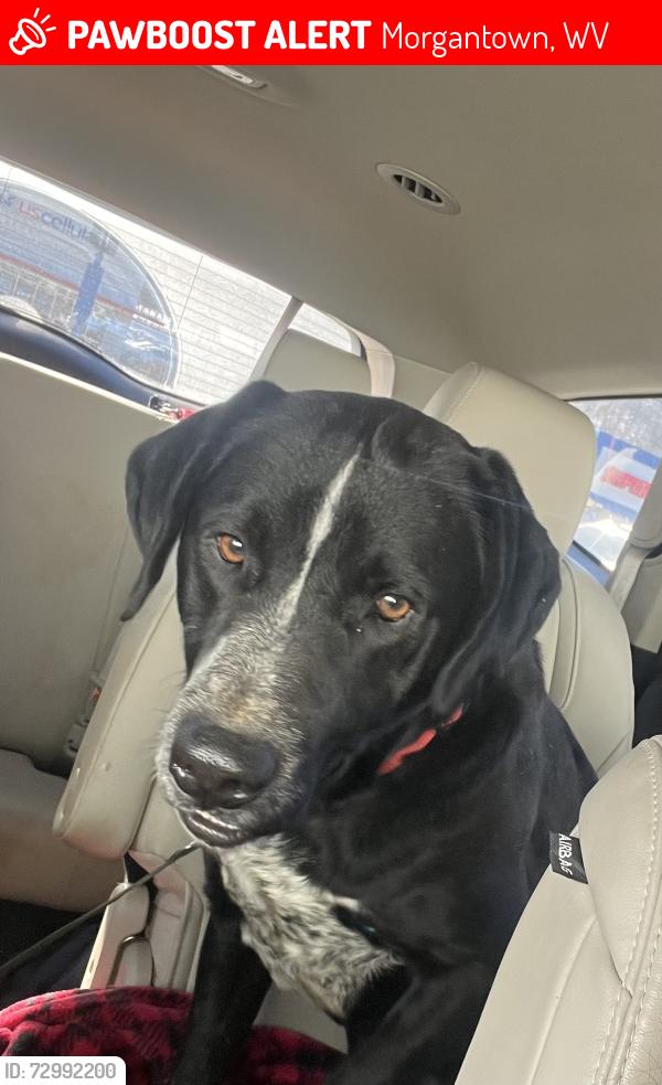 Lost Male Dog last seen Stewartstown Community Building , Morgantown, WV 26508