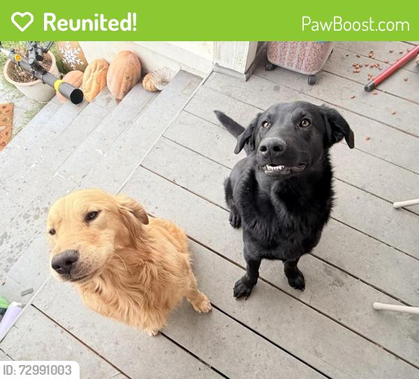 Reunited Male Dog last seen San Bernardino , San Bernardino, CA 92401