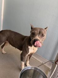 Shelter Stray Female Dog last seen S Brawley Ave & W Madison Ave, Fresno Zone Fresno CO 2 93706, CA, 1510 W Dan Ronquillo Dr, Fresno, CA 93706, USA