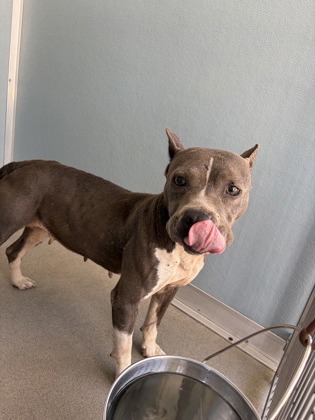 Shelter Stray Female Dog last seen S Brawley Ave & W Madison Ave, Fresno Zone Fresno CO 2 93706, CA, 1510 W Dan Ronquillo Dr, Fresno, CA 93706, USA