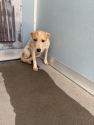Shelter Stray Female Dog last seen S Brawley Ave & W Madison Ave, Fresno Zone Fresno CO 2 93706, CA, 1510 W Dan Ronquillo Dr, Fresno, CA 93706, USA