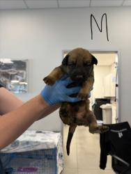 Shelter Stray Male Dog last seen E Adams Ave & S Alta Ave, Reedley Zone Fresno CO 4 93654, CA, 1510 W Dan Ronquillo Dr, Fresno, CA 93706, USA