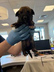 Shelter Stray Female Dog last seen E Adams Ave & S Alta Ave, Reedley Zone Fresno CO 4 93654, CA, 1510 W Dan Ronquillo Dr, Fresno, CA 93706, USA