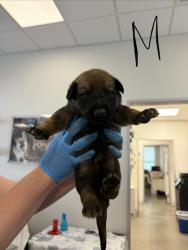 Shelter Stray Male Dog last seen E Adams Ave & S Alta Ave, Reedley Zone Fresno CO 4 93654, CA, 1510 W Dan Ronquillo Dr, Fresno, CA 93706, USA