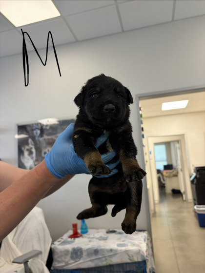 Shelter Stray Male Dog last seen E Adams Ave & S Alta Ave, Reedley Zone Fresno CO 4 93654, CA, 1510 W Dan Ronquillo Dr, Fresno, CA 93706, USA