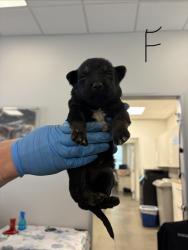 Shelter Stray Female Dog last seen E Adams Ave & S Alta Ave, Reedley Zone Fresno CO 4 93654, CA, 1510 W Dan Ronquillo Dr, Fresno, CA 93706, USA