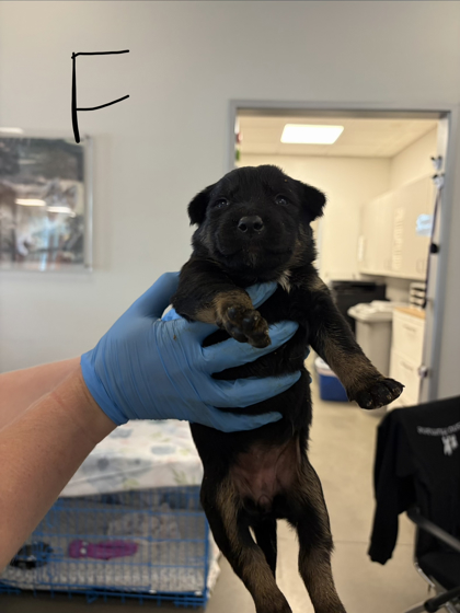 Shelter Stray Female Dog last seen E Adams Ave & S Alta Ave, Reedley Zone Fresno CO 4 93654, CA, 1510 W Dan Ronquillo Dr, Fresno, CA 93706, USA