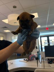 Shelter Stray Male Dog last seen E Adams Ave & S Alta Ave, Reedley Zone Fresno CO 4 93654, CA, 1510 W Dan Ronquillo Dr, Fresno, CA 93706, USA