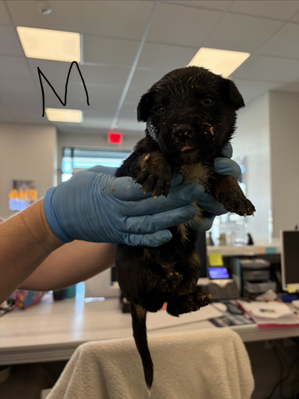 Shelter Stray Male Dog last seen E Adams Ave & S Alta Ave, Reedley Zone Fresno CO 4 93654, CA, 1510 W Dan Ronquillo Dr, Fresno, CA 93706, USA