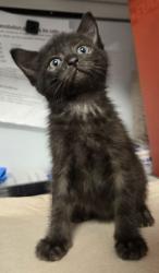 Shelter Stray Male Cat last seen E North Ave & S Sunnyside Ave, Fresno Zone Fresno CO 1A 93725, CA, 1510 W Dan Ronquillo Dr, Fresno, CA 93706, USA