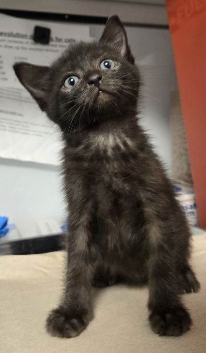 Shelter Stray Male Cat last seen E North Ave & S Sunnyside Ave, Fresno Zone Fresno CO 1A 93725, CA, 1510 W Dan Ronquillo Dr, Fresno, CA 93706, USA