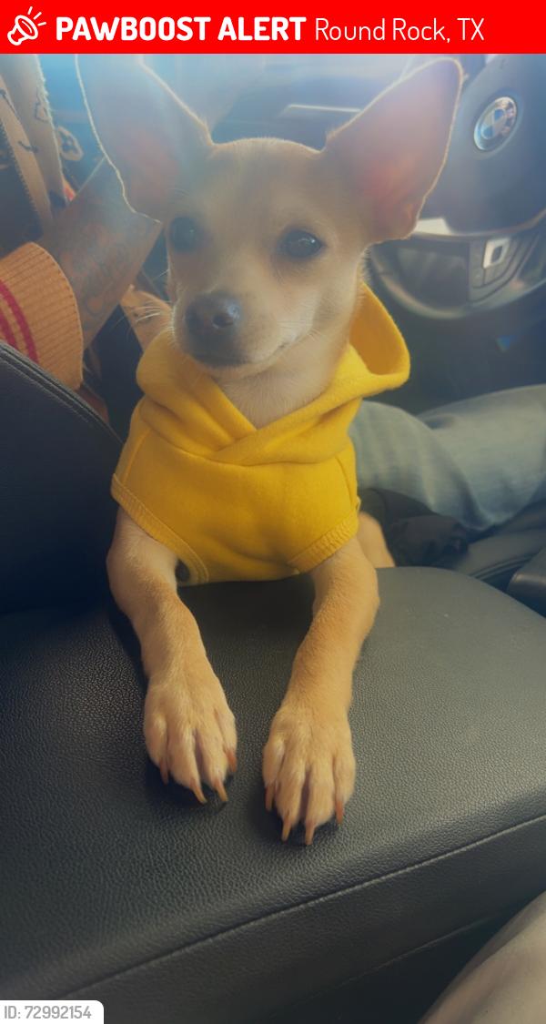 Lost Male Dog last seen Round rock/george town are, Round Rock, TX 78664