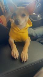 Lost Male Dog last seen Round rock/george town are, Round Rock, TX 78664