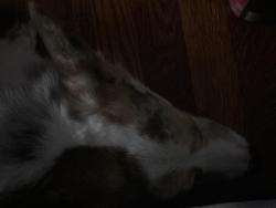 Reunited Male Dog last seen Hayward, Baltimore, MD 21215