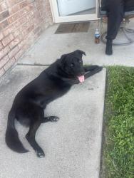 Found/Stray Male Dog last seen Across from Reese’s Creek Elementary, Killeen, TX 76542