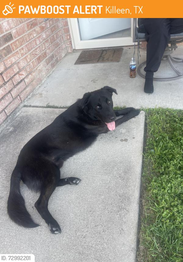 Found/Stray Male Dog last seen Across from Reese’s Creek Elementary, Killeen, TX 76542