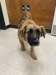 Shelter Stray Female Dog last seen Hamilton Cemetary Rd x Hwy 20, Skagit County, WA, 18911 Kelleher Rd, Burlington, WA 98233, USA