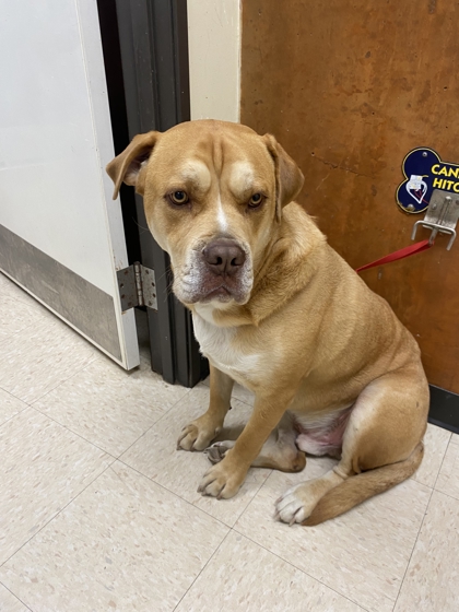 Shelter Stray Male Dog last seen Hamilton Cemetary Rd x Hwy 20, Skagit County, WA, 18911 Kelleher Rd, Burlington, WA 98233, USA
