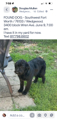 Found/Stray Female Dog last seen Wren and Colusa, Fort Worth, TX 76133