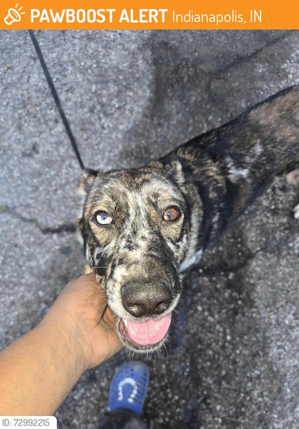 Found/Stray Female Dog last seen East and Raymond , Indianapolis, IN 46203
