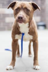 Shelter Stray Male Dog last seen Near Butternut Cv Stone Mountain, 30083, 30083, GA, 3280 Chamblee Dunwoody Rd, Chamblee, GA 30341, USA