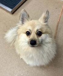 Shelter Stray Male Dog last seen Near Lawrenceville Hwy, Tucker 30084, 30084, GA, 3280 Chamblee Dunwoody Rd, Chamblee, GA 30341, USA