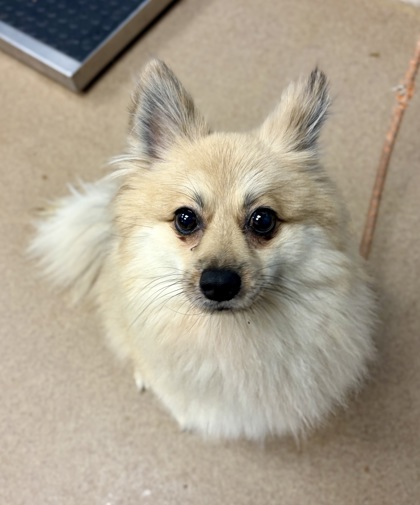 Shelter Stray Male Dog last seen Near Lawrenceville Hwy, Tucker 30084, 30084, GA, 3280 Chamblee Dunwoody Rd, Chamblee, GA 30341, USA