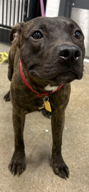 Shelter Stray Male Dog last seen E 140 & Kinsman, 4th District, OH, 9203 Detroit Ave, Cleveland, OH 44102, USA