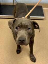 Shelter Stray Male Dog last seen , 30058, GA, 3280 Chamblee Dunwoody Rd, Chamblee, GA 30341, USA