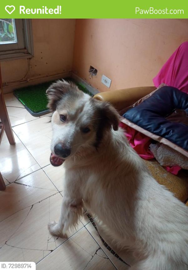 Reunited Male Dog last seen em uma parada de onibus, Cristal, RS 90810-000