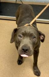 Shelter Stray Male Dog last seen , 30058, GA, 3280 Chamblee Dunwoody Rd, Chamblee, GA 30341, USA