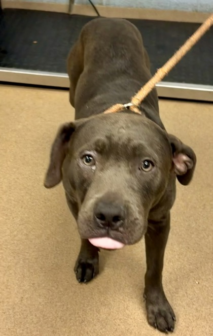 Shelter Stray Male Dog last seen , 30058, GA, 3280 Chamblee Dunwoody Rd, Chamblee, GA 30341, USA