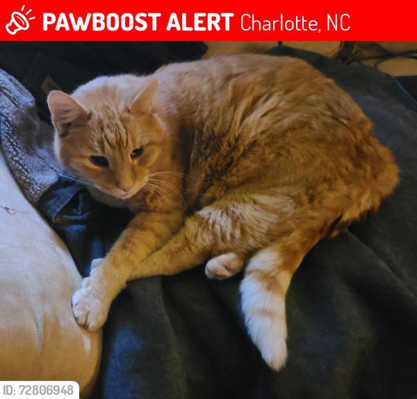 Lost Male Cat last seen Andover Woods apmts building 7801 off of Sharon Lakes Rd, Charlotte, NC 28210