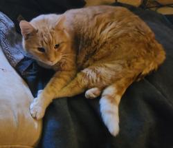 Lost Male Cat last seen Andover Woods apmts building 7801 off of Sharon Lakes Rd , Charlotte, NC 28210