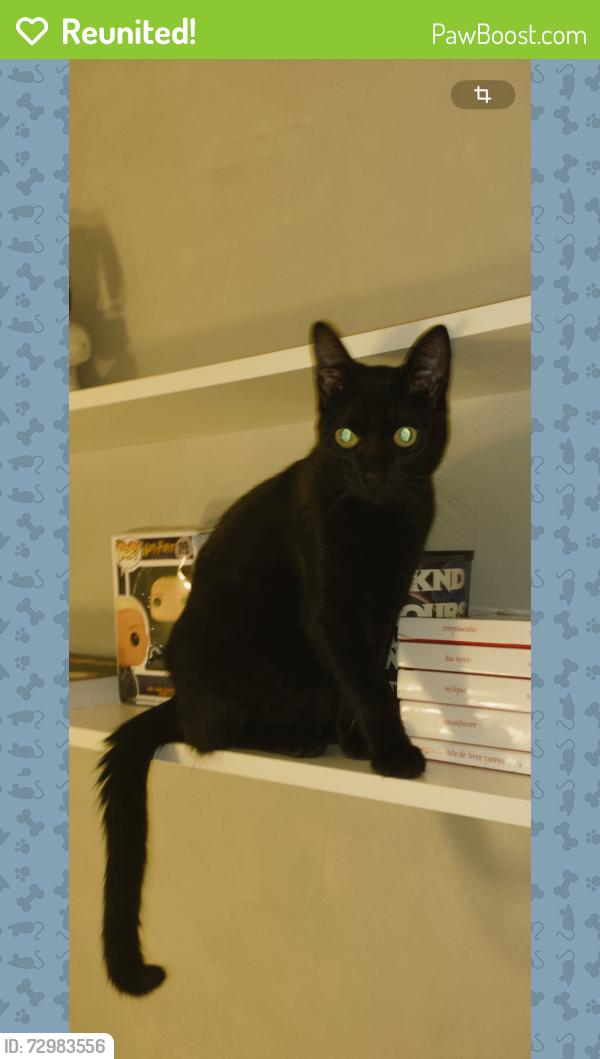 Reunited Male Cat last seen Vereador dr Fernando poli , Residencial Tosi, SP 13296-074
