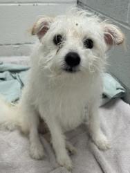 Shelter Stray Male Dog last seen Near James St., 21230, MD, 301 Stockholm St, Baltimore, MD 21230, USA
