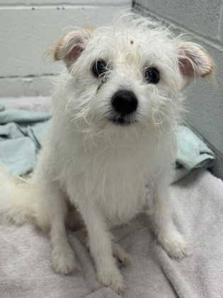 Shelter Stray Male Dog last seen Near James St., 21230, MD, 301 Stockholm St, Baltimore, MD 21230, USA