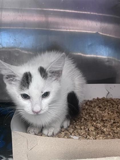 Shelter Stray Male Cat last seen Near Edmonton, CITY of El Paso, TX, 5001 Fred Wilson Ave, El Paso, TX 79906, USA