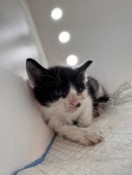 Shelter Stray Male Cat last seen Near John St, New Bern, , 1639 Old Airport Rd, New Bern, NC 28562, USA