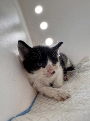 Shelter Stray Male Cat last seen Near John St, New Bern, , 1639 Old Airport Rd, New Bern, NC 28562, USA