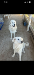 Reunited Male Dog last seen Haverford, Ramona, CA 92065