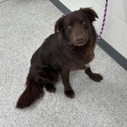 Shelter Stray Male Dog last seen , 5801 Graye Ln, Caldwell, ID 83607, USA
