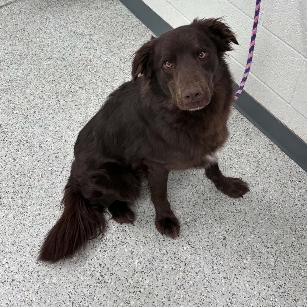 Shelter Stray Male Dog last seen , 5801 Graye Ln, Caldwell, ID 83607, USA