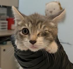 Shelter Stray Female Cat last seen Near Grove Avenue, Imperial Beach, CA, 91932, 5500 Gaines St, San Diego, CA 92110, USA