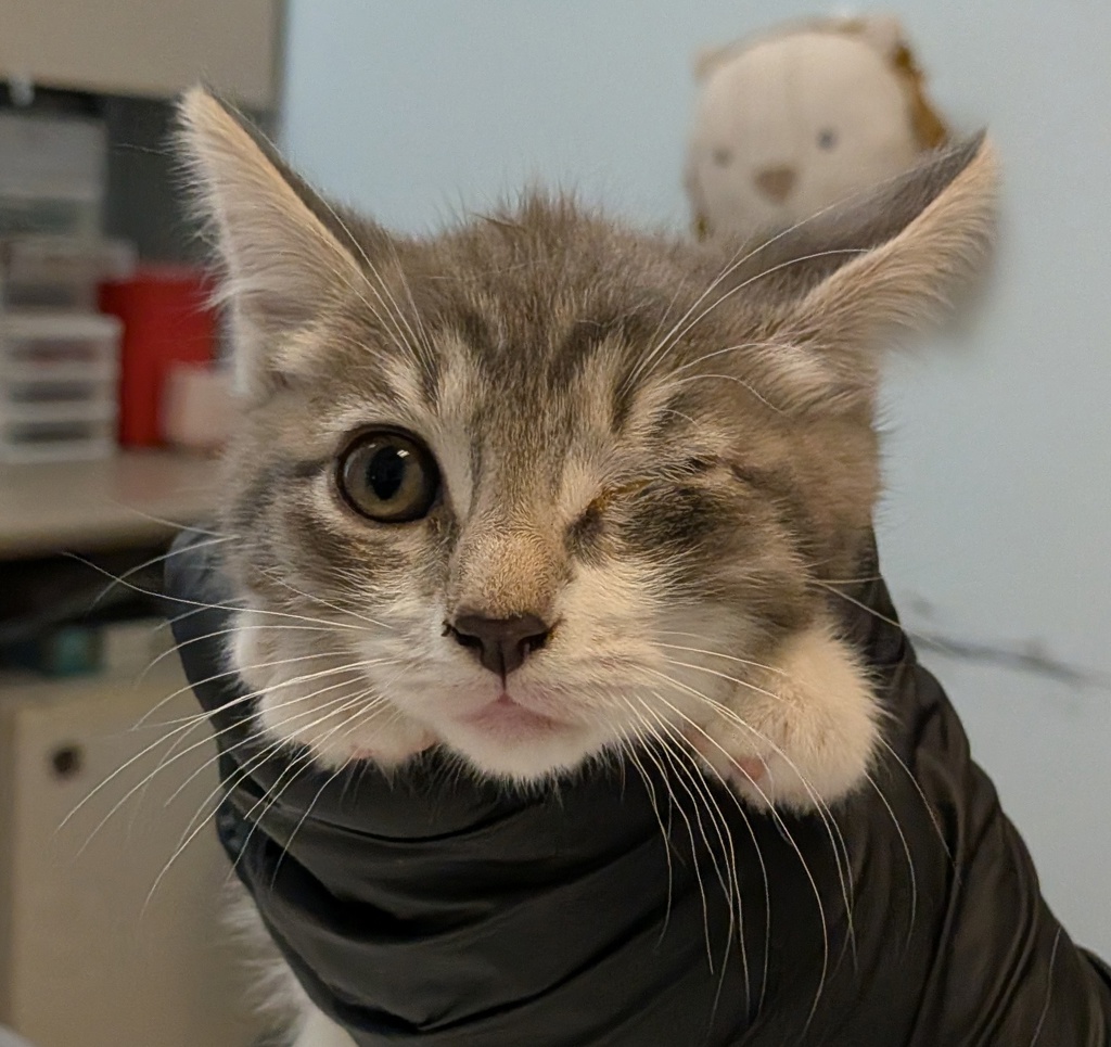 Shelter Stray Female Cat last seen Near Grove Avenue, Imperial Beach, CA, 91932, 5500 Gaines St, San Diego, CA 92110, USA