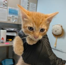 Shelter Stray Male Cat last seen Near Grove Avenue, Imperial Beach, CA, 91932, 5500 Gaines St, San Diego, CA 92110, USA