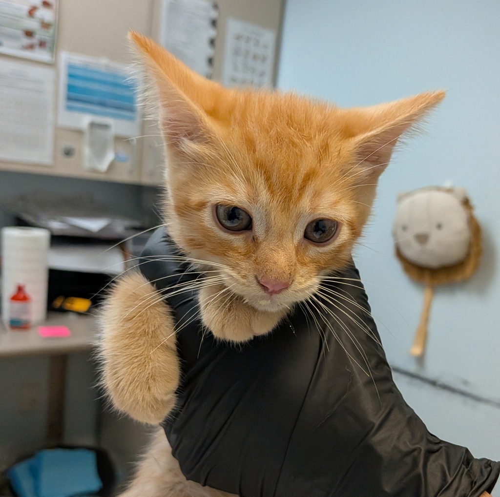 Shelter Stray Male Cat last seen Near Grove Avenue, Imperial Beach, CA, 91932, 5500 Gaines St, San Diego, CA 92110, USA