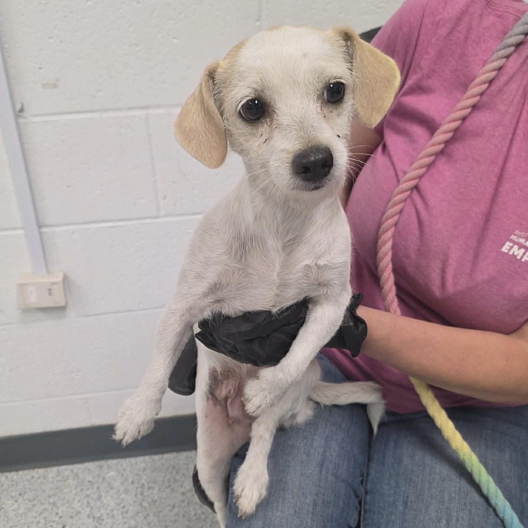 Shelter Stray Female Dog last seen , 5801 Graye Ln, Caldwell, ID 83607, USA