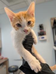 Shelter Stray Male Cat last seen Near Grove Avenue, Imperial Beach, CA, 91932, 5500 Gaines St, San Diego, CA 92110, USA
