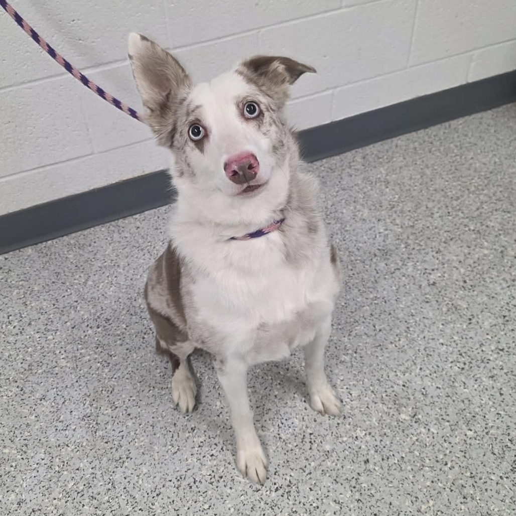 Shelter Stray Female Dog last seen , 5801 Graye Ln, Caldwell, ID 83607, USA